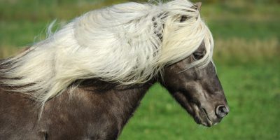 horse-1330704 horse-1330704